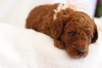 Melon , a female Goldendoodle for sale in Concord, NC – 5 of 5
