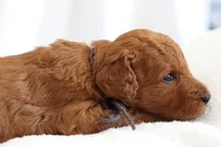 Popcorn , a male Goldendoodle for sale in Concord, NC – 3 of 7