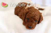Melon , a female Goldendoodle for sale in Concord, NC – 1 of 5