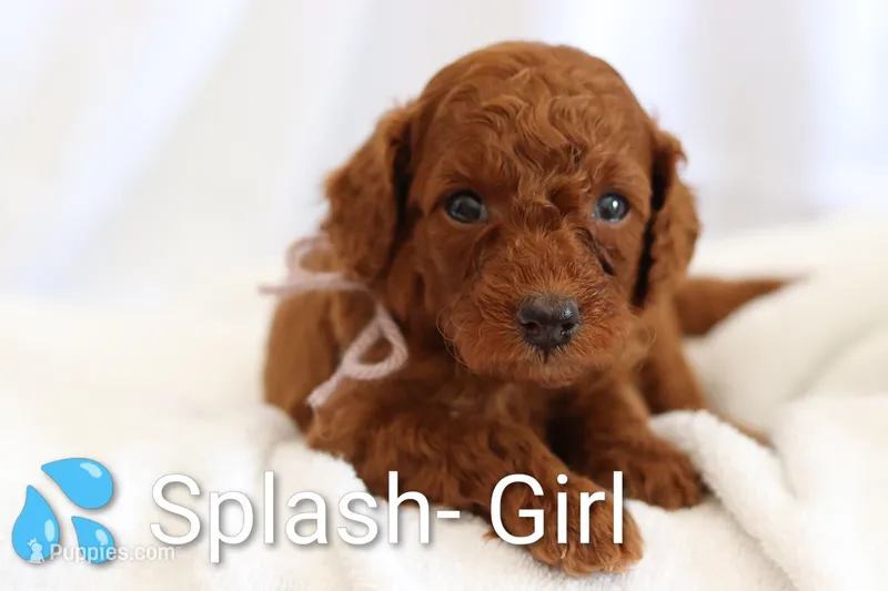 Splash  – Goldendoodle puppy for sale in Concord, NC