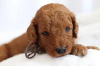 Popcorn , a male Goldendoodle for sale in Concord, NC – 2 of 7