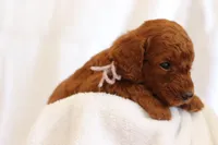 Splash , a female Goldendoodle for sale in Concord, NC – 2 of 6