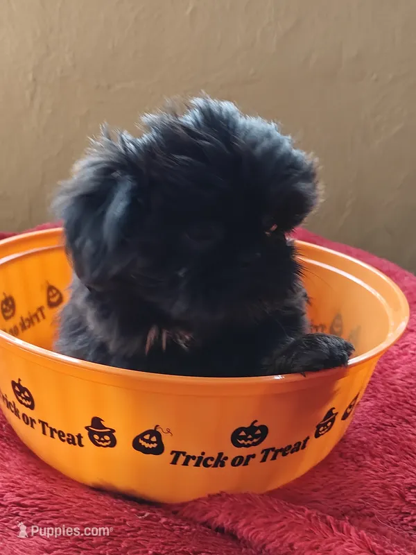 Shih Tzu's  – Shih Tzu puppy for sale in Sorrento, FL