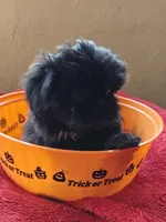 Shih Tzu's , a male Shih Tzu for sale in Sorrento, FL – 1 of 4