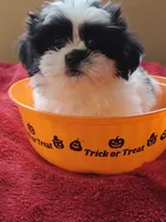 Shih Tzu's , a male Shih Tzu for sale in Sorrento, FL – 4 of 4