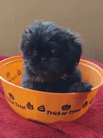Shih Tzu's , a male Shih Tzu for sale in Sorrento, FL – 3 of 4