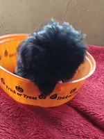 Shih Tzu's , a male Shih Tzu for sale in Sorrento, FL – 2 of 4