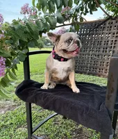 BeBe, a female French Bulldog for sale in Mayo, FL – 5 of 10
