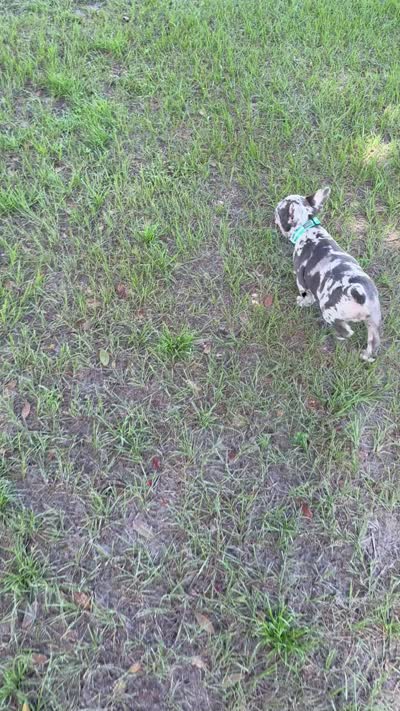 Fonzi, a male French Bulldog for sale in Mayo, FL – 6 of 7