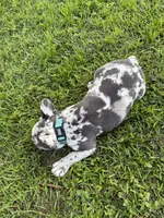 Fonzi, a male French Bulldog for sale in Mayo, FL – 2 of 7