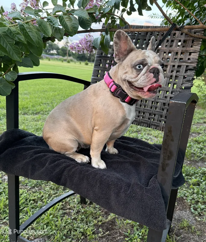 BeBe – French Bulldog puppy for sale in Mayo, FL