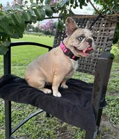 BeBe, a female French Bulldog for sale in Mayo, FL – 1 of 10