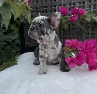 Misty, a female French Bulldog for sale in Mayo, FL – 7 of 10
