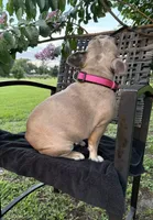 BeBe, a female French Bulldog for sale in Mayo, FL – 8 of 10