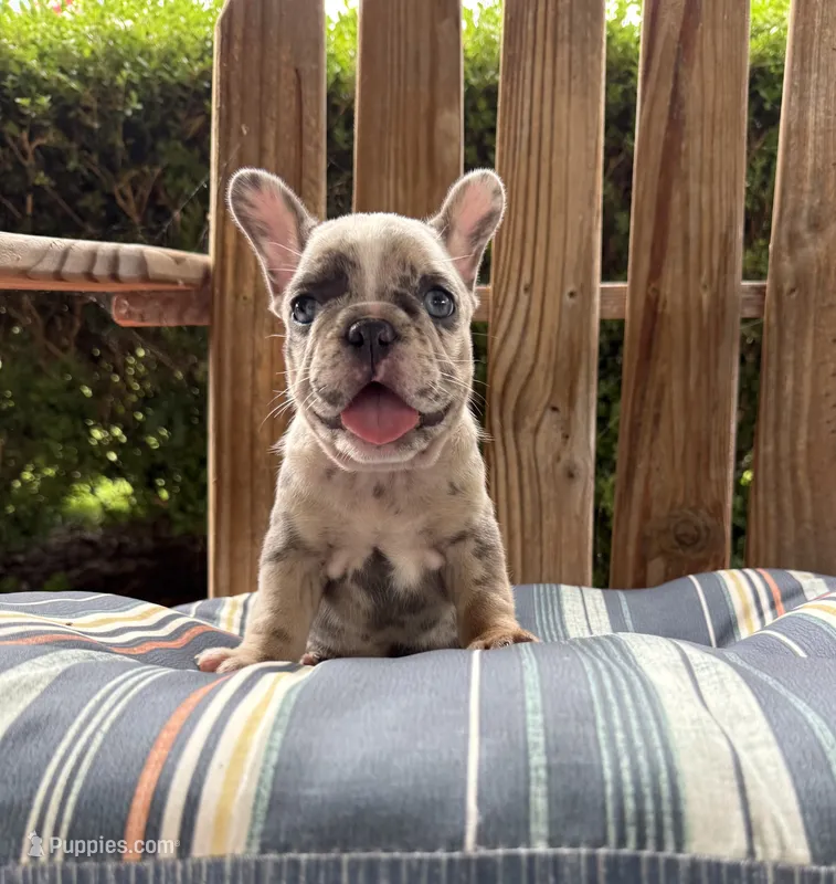 Candy – French Bulldog puppy for sale in Mayo, FL