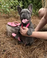 Mandy, a female French Bulldog for sale in Mayo, FL – 5 of 7