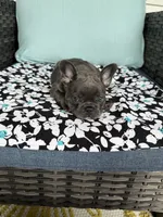 Mandy, a female French Bulldog for sale in Mayo, FL – 5 of 8