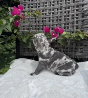 Misty, a female French Bulldog for sale in Mayo, FL – 4 of 10