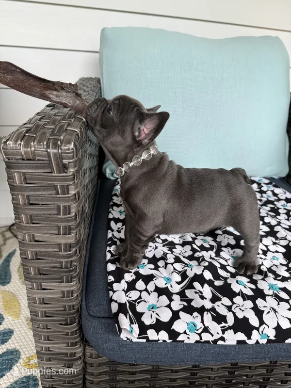 Mandy – French Bulldog puppy for sale in Mayo, FL