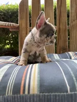 Candy, a female French Bulldog for sale in Mayo, FL – 5 of 10