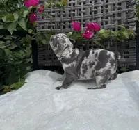 Misty, a female French Bulldog for sale in Mayo, FL – 5 of 10