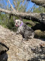 Raquel , a female French Bulldog for sale in Mayo, FL – 5 of 8