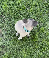 Buck, a male French Bulldog for sale in Mayo, FL – 2 of 6