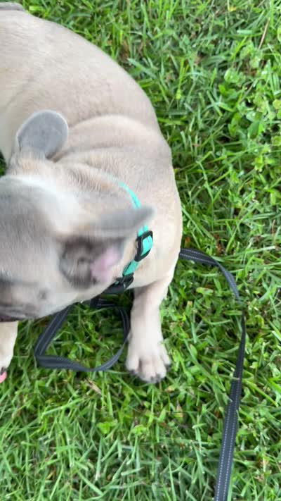 Buck, a male French Bulldog for sale in Mayo, FL – 9 of 10