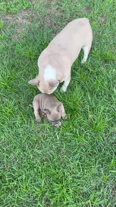 Fiji girl, a female French Bulldog for sale in Mayo, FL – 6 of 7