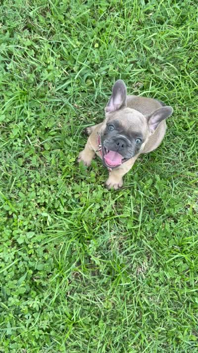 Fiji girl, a female French Bulldog for sale in Mayo, FL – 5 of 7