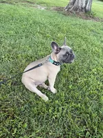 Buck, a male French Bulldog for sale in Mayo, FL – 2 of 10