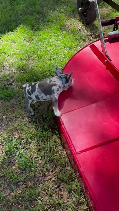 Fonzi, a male French Bulldog for sale in Mayo, FL – 7 of 7