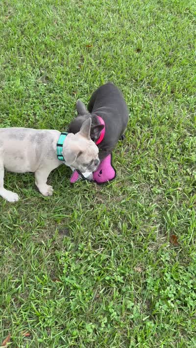 Mandy, a female French Bulldog for sale in Mayo, FL – 4 of 7