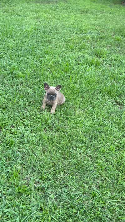 Fiji girl, a female French Bulldog for sale in Mayo, FL – 7 of 7