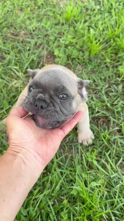 Buck, a male French Bulldog for sale in Mayo, FL – 6 of 6