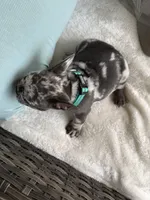 Zulu, a male French Bulldog for sale in Mayo, FL – 2 of 9