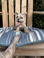 Candy, a female French Bulldog for sale in Mayo, FL – 6 of 10