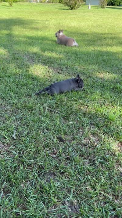 Mandy, a female French Bulldog for sale in Mayo, FL – 10 of 10