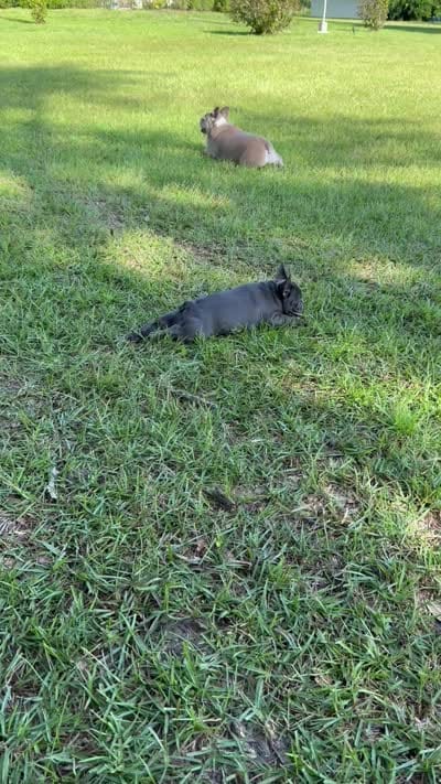 Mandy, a female French Bulldog for sale in Mayo, FL – 5 of 5