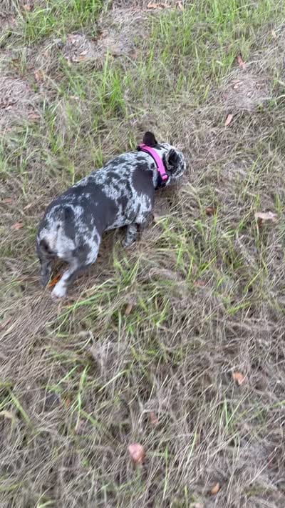 Raquel , a female French Bulldog for sale in Mayo, FL – 7 of 8