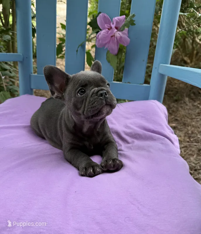 Mandy – French Bulldog puppy for sale in Mayo, FL