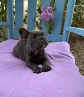 Mandy, a female French Bulldog for sale in Mayo, FL – 1 of 8