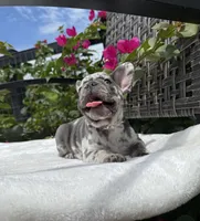 Misty, a female French Bulldog for sale in Mayo, FL – 6 of 10