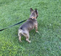 Fiji, a male French Bulldog for sale in Mayo, FL – Photo 5 of 5