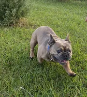 Fiji, a male French Bulldog for sale in Mayo, FL – Photo 3 of 5