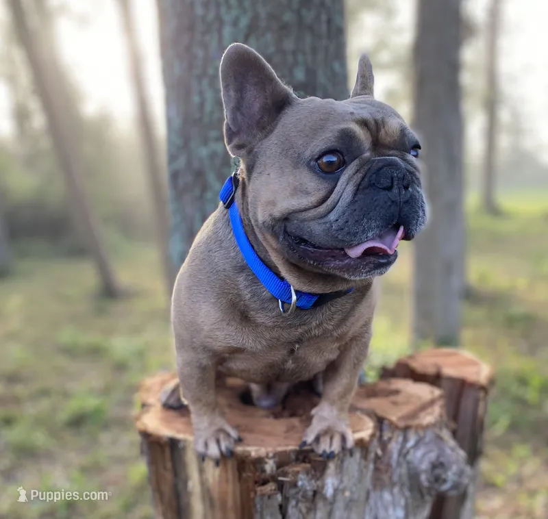 Fiji, a male French Bulldog for sale in Mayo, FL – Photo 1 of 5