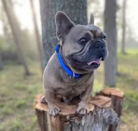 Fiji, a male French Bulldog for sale in Mayo, FL – Photo 1 of 5