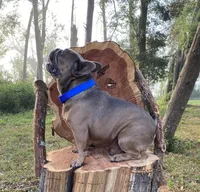 Fiji, a male French Bulldog for sale in Mayo, FL – Photo 2 of 5