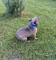Fiji, a male French Bulldog for sale in Mayo, FL – Photo 4 of 5