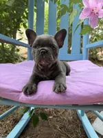 Mandy, a female French Bulldog for sale in Mayo, FL – 6 of 8